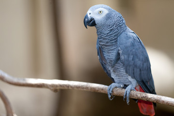 Speaking Grey Parrot