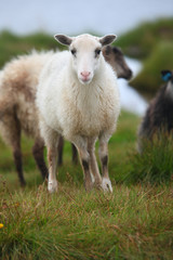 White lamb in the flock of sheep grazing on the pasture
