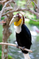 Male Bar-pouched Wreathed Hornbill © nakedking