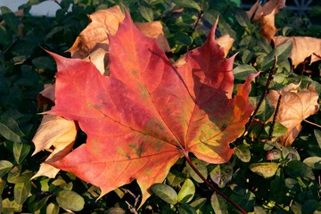 red leaf of maple tree at autumn