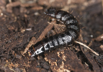 Beetle larva on wood, extreme close-up