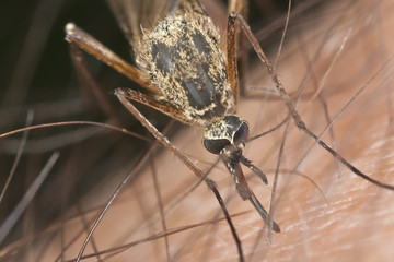 Mosquito sucking blood, extreme close up
