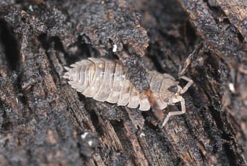Pillbug on wood, extreme close-up
