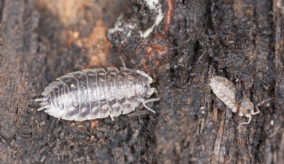 Sowbug on wood, extreme close-up
