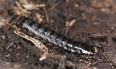 Beetle larva on wood, extreme close-up