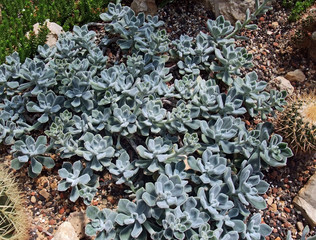 succulent plants and cacti