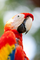 Nice parrot - Scarlet Macaw
