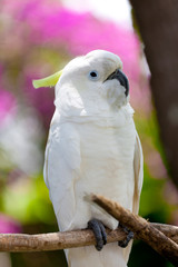 Speaking white cockatoo