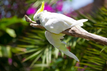 Speaking white cockatoo