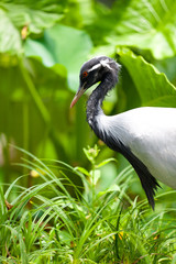 Demoiselle Crane