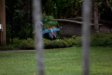 Nice parrot - Scarlet Macaw