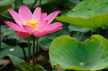 Close-up pink lotus
