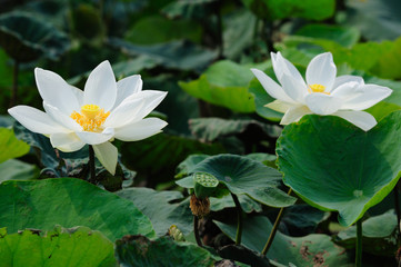 Twin white lotus floral