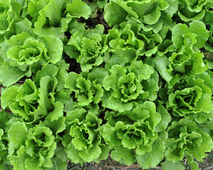 lettuce growing in the soil .