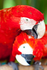 Nice parrots - Scarlet Macaw