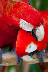 Nice parrots - Scarlet Macaw