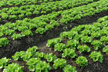 Fototapeta na wymiar lettuce growing in the soil .