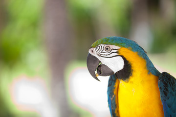 Big blue-yellow parrot
