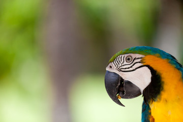Big blue-yellow parrot