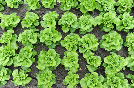 lettuce growing in the soil