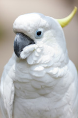 Speaking white cockatoo