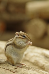 シマリス