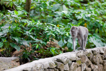 Sweet Little Monkeys - The Everyday Life