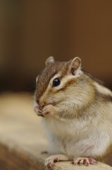 シマリス