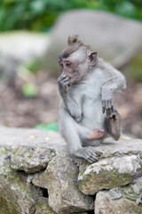 Sweet Little Monkeys - The Everyday Life