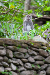 Sweet Little Monkeys - The Everyday Life