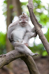 Sweet Little Monkeys - The Everyday Life