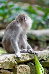 Sweet Little Monkeys - The Everyday Life