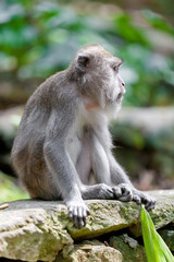 Sweet Little Monkeys - The Everyday Life