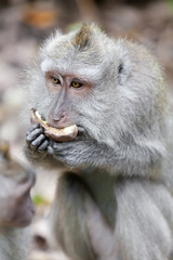 Sweet Little Monkeys - The Everyday Life