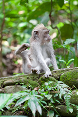 Sweet Little Monkeys - The Everyday Life