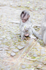 Sweet Little Monkeys - The Everyday Life