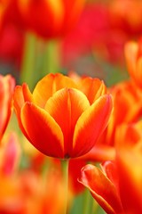 close up tulip