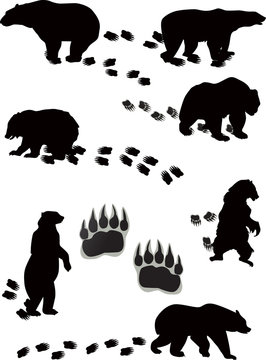 seven bears and tracks isolated on white