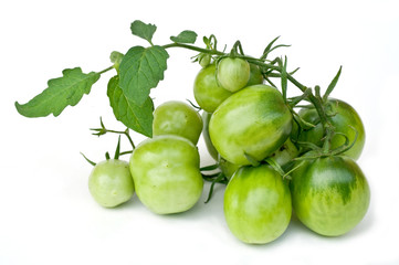 Branch of green tomatoes