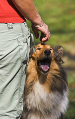 Panting young collie with the trainer