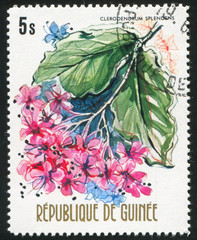 Clerodendrum splendens