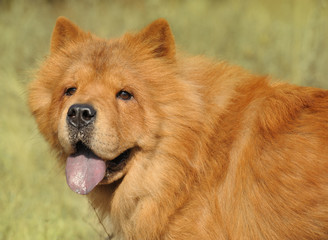 Obraz na płótnie Canvas Pies rasy chow-chow