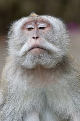 Sweet Little Monkeys - The Everyday Life