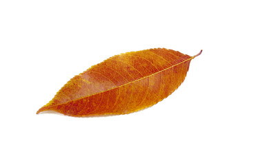 Autumn Leaf