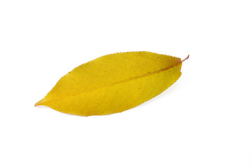 Naklejka premium Autumn Leaf