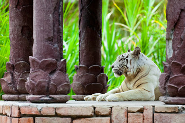 White Royal Bengal Tiger