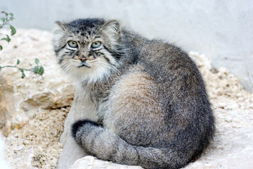 Chat manul ou chat de pallas