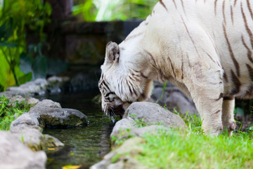 Naklejka na ściany i meble Biały Royal Bengal Tiger