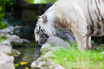 White Royal Bengal Tiger