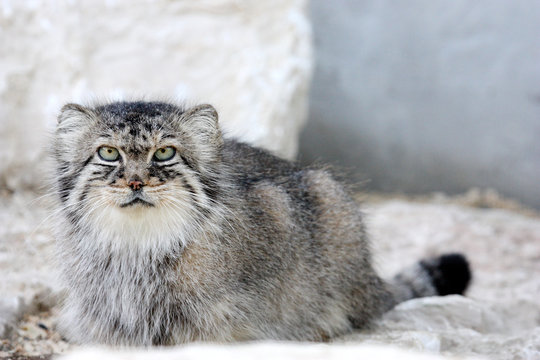 Chat manul ou chat de pallas